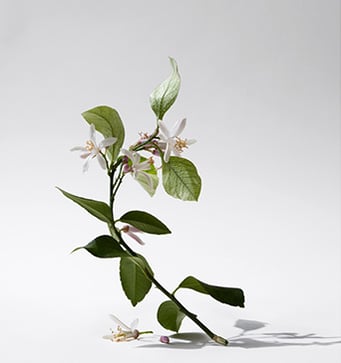 Image left